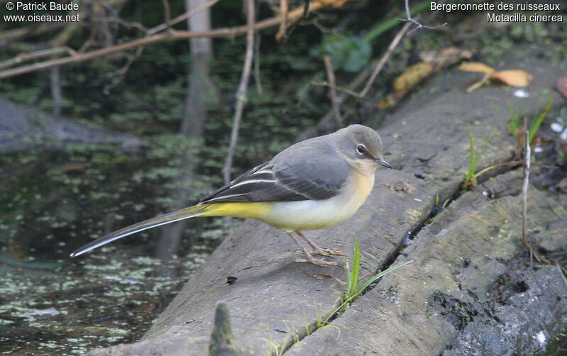 Grey Wagtail