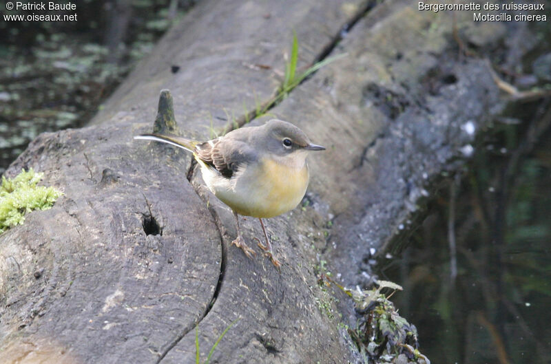 Grey Wagtail