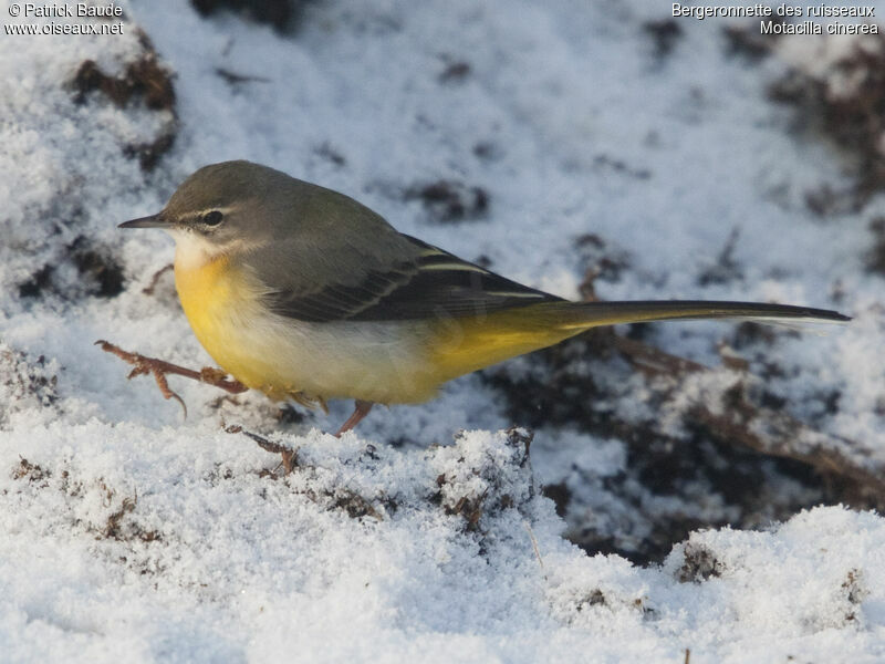 Bergeronnette des ruisseaux, identification