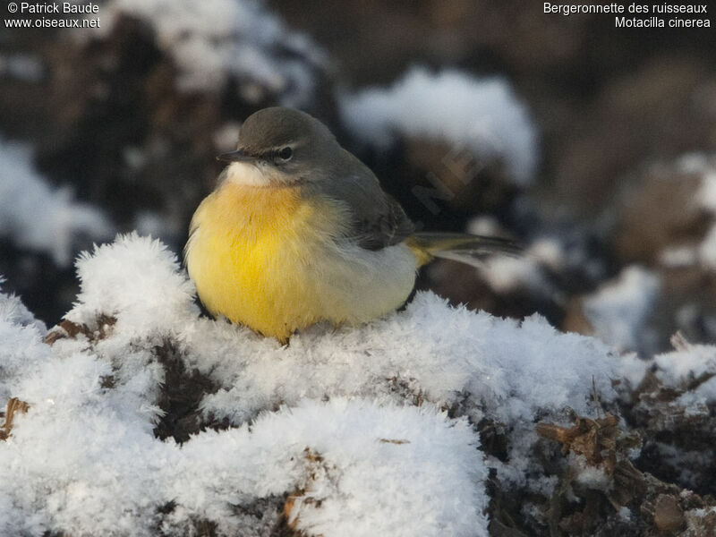 Grey Wagtail male