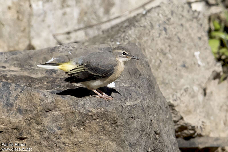 Bergeronnette des ruisseauxjuvénile, identification