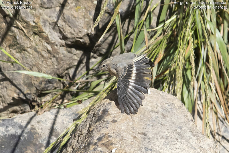 Bergeronnette des ruisseauxjuvénile, identification