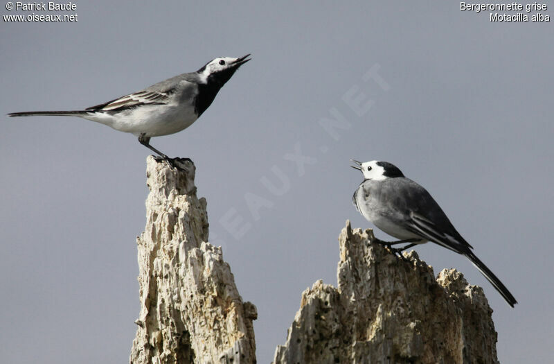 White Wagtail , Behaviour