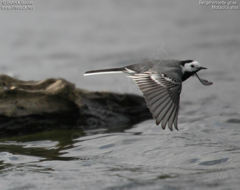 White Wagtail female, Flight