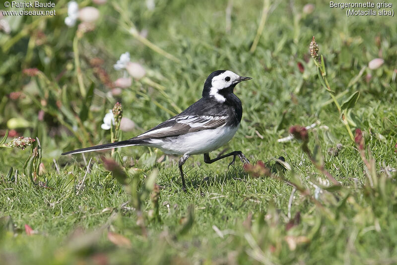 White Wagtail male adult breeding, identification