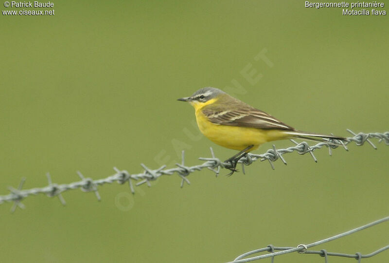 Western Yellow Wagtail male