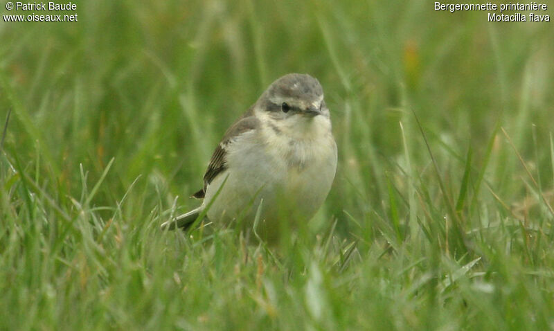 Western Yellow Wagtailjuvenile