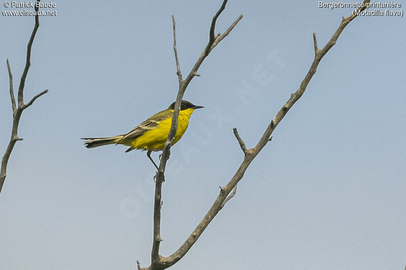 Western Yellow Wagtail male adult