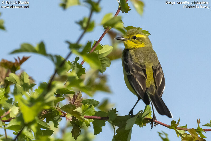 Western Yellow Wagtail male adult