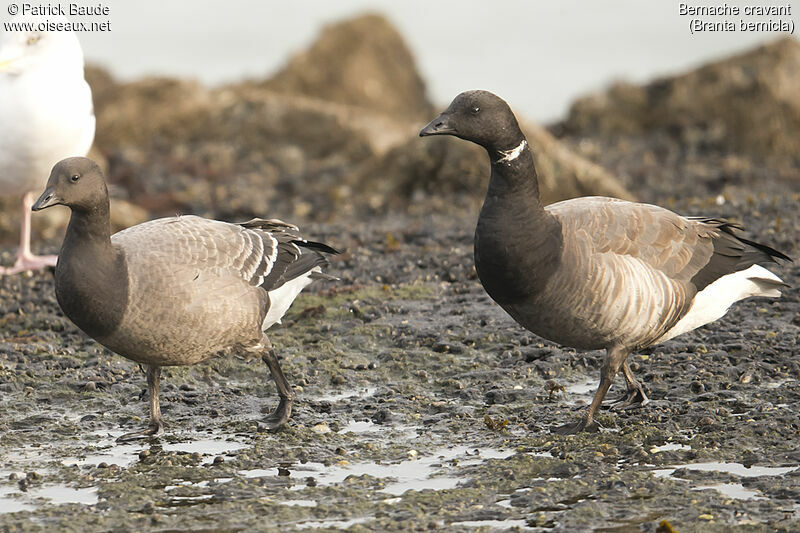 Brant Goose, identification