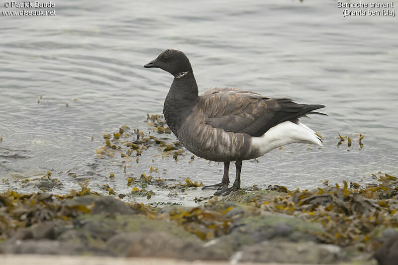 Bernache cravant, identification