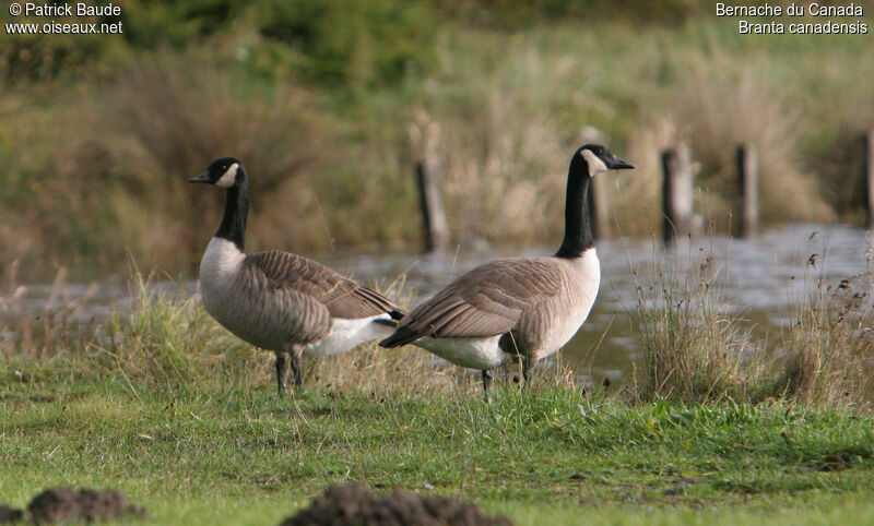 Canada Goose