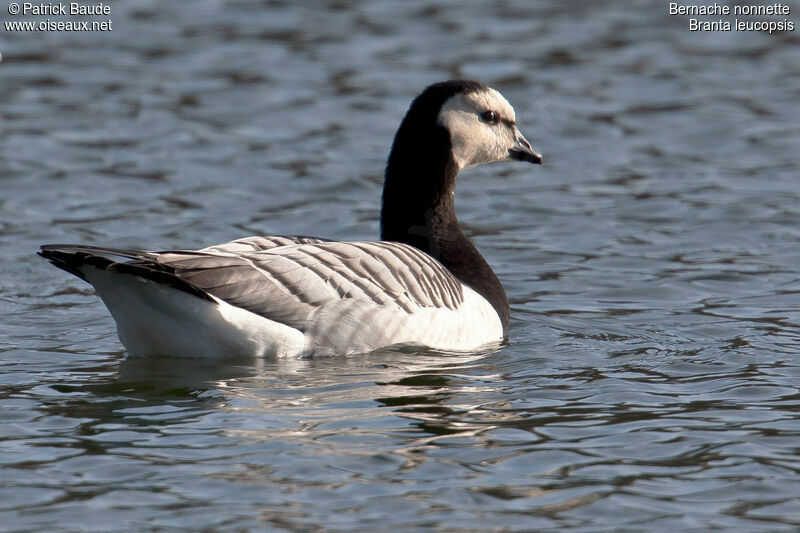 Barnacle Gooseadult, identification