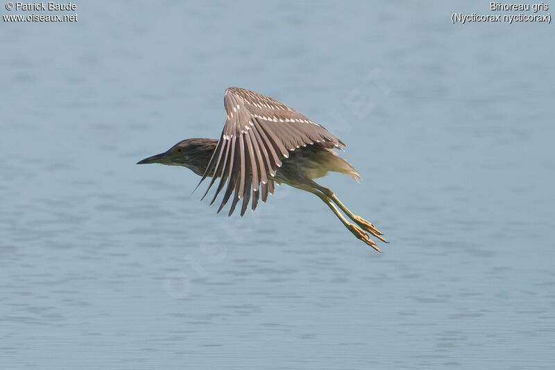 Black-crowned Night Heronjuvenile, Flight