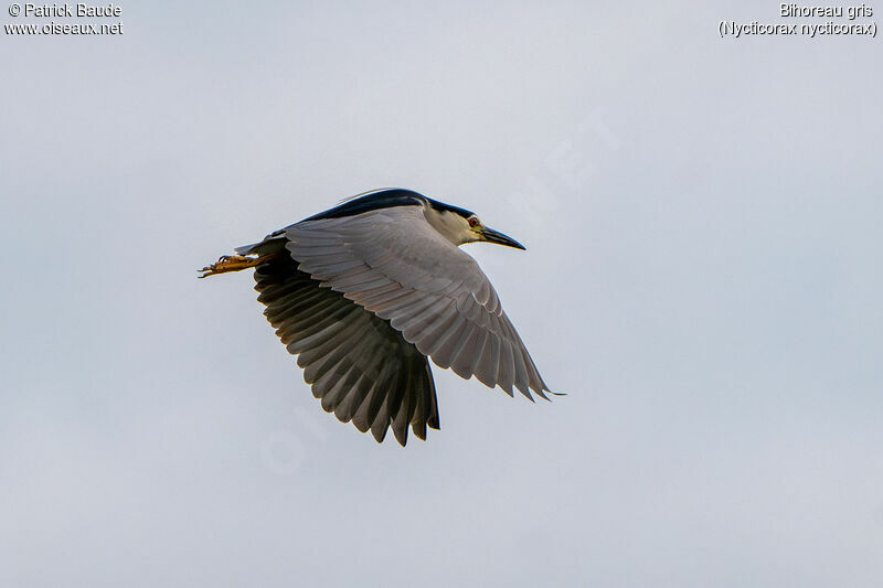 Black-crowned Night Heronadult, Flight