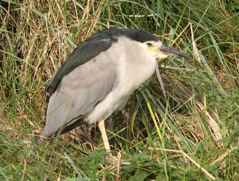 Black-crowned Night Heron