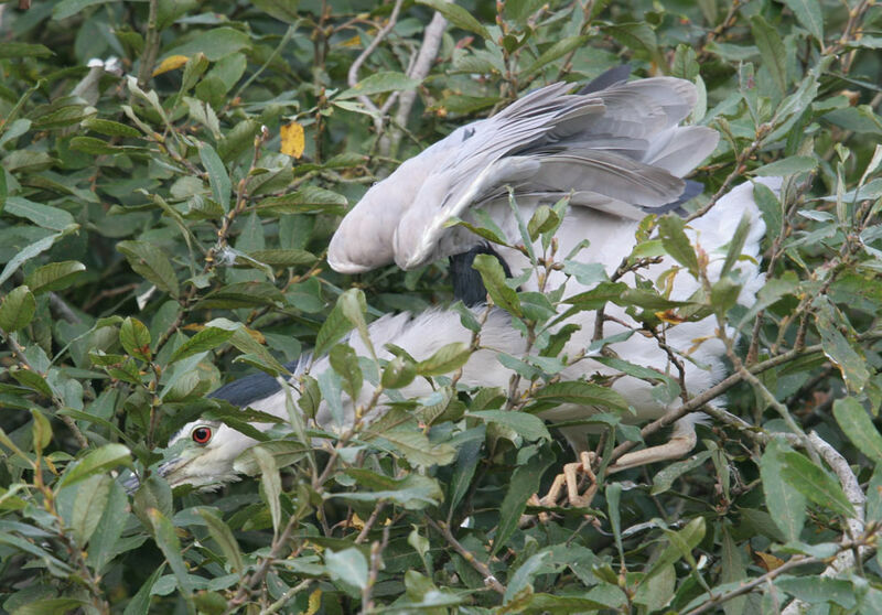 Black-crowned Night Heron