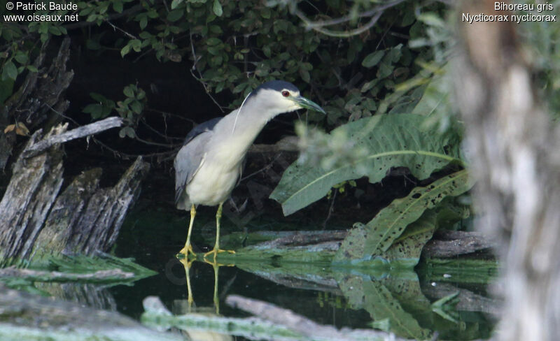 Black-crowned Night Heronadult, identification