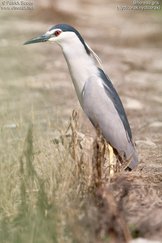 Black-crowned Night Heronadult, identification