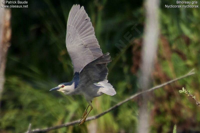 Black-crowned Night Heron, Flight