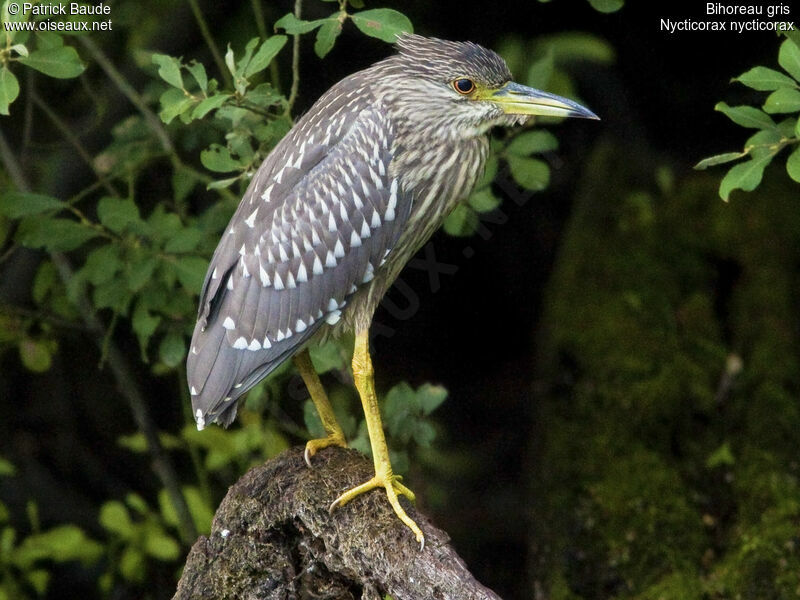 Black-crowned Night Heronjuvenile, identification