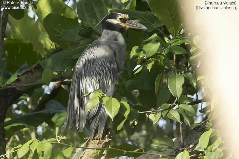 Yellow-crowned Night Heronadult, identification, close-up portrait