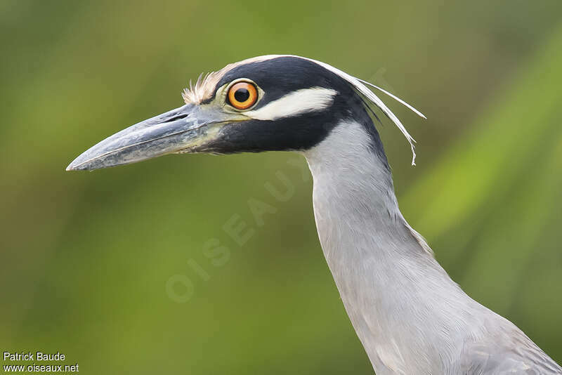 Yellow-crowned Night Heronadult, close-up portrait