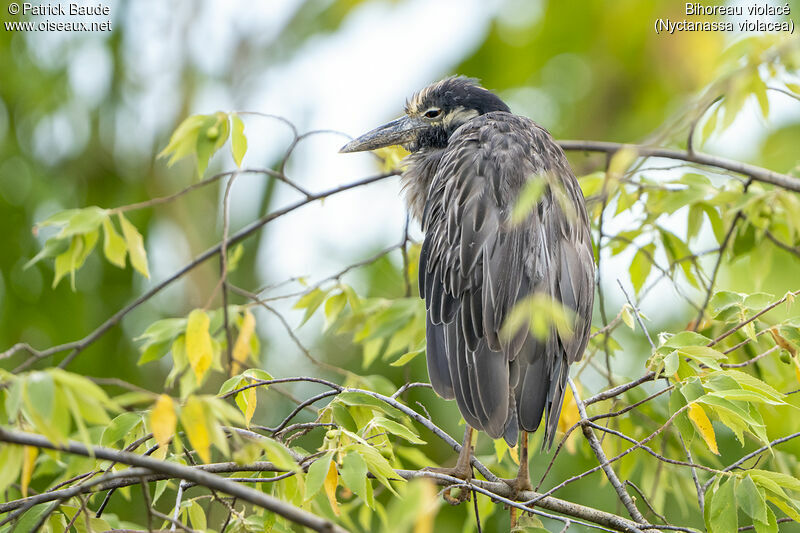 Yellow-crowned Night Heronadult