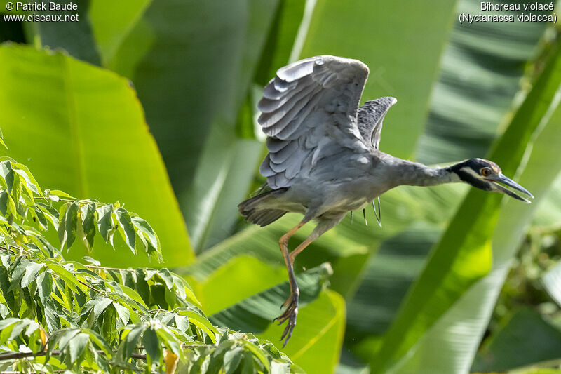 Yellow-crowned Night Heronadult