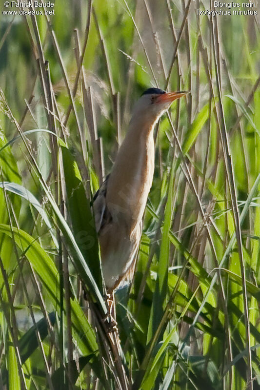 Blongios nain mâle, identification