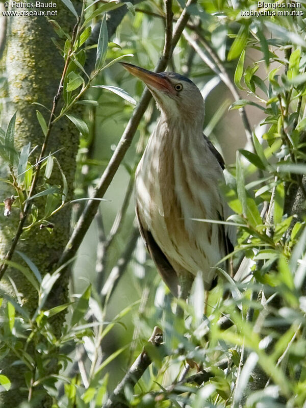 Blongios nain femelle adulte, identification