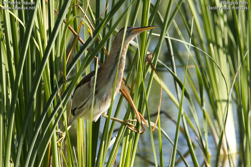 Blongios nain mâle adulte, identification