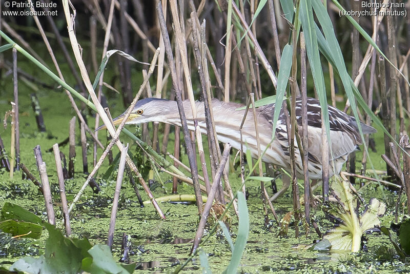 Blongios nain femelle, identification, habitat