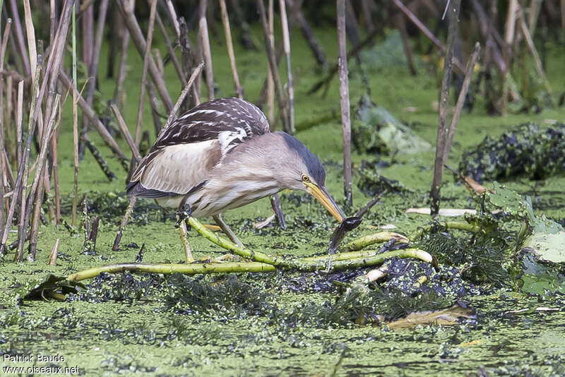 Blongios nain femelle adulte, régime, pêche/chasse