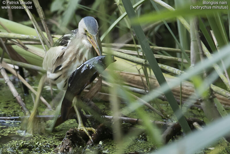 Little Bittern female adult, identification, feeding habits, eats