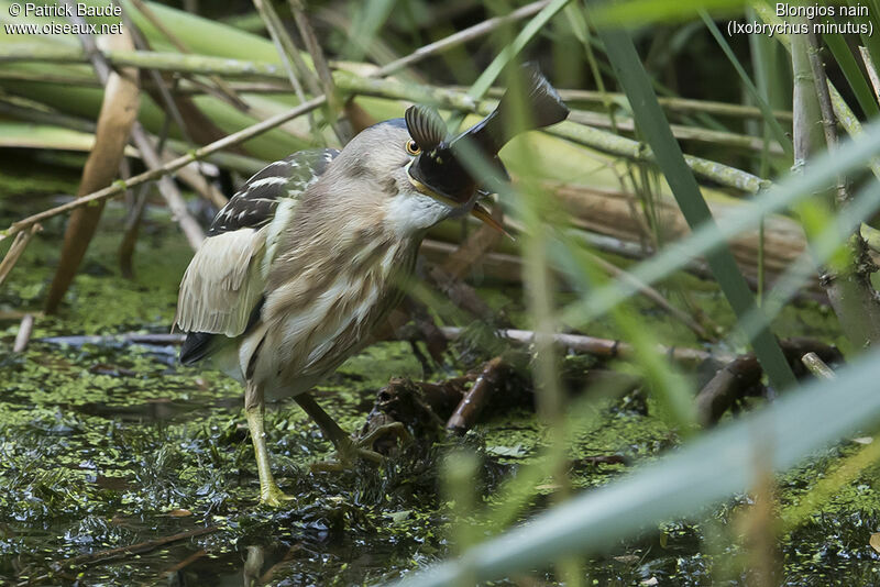 Blongios nain femelle adulte, identification, régime, mange