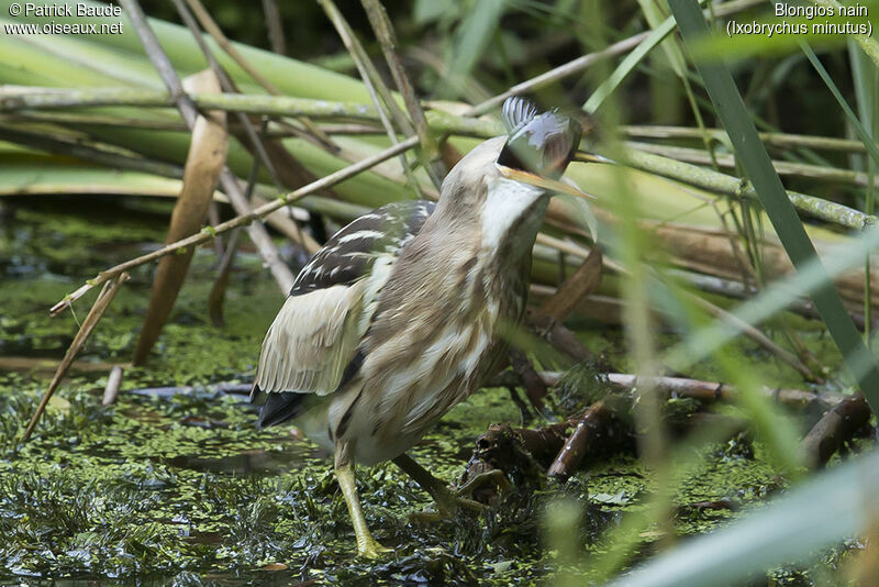 Blongios nain femelle adulte, identification, régime, mange