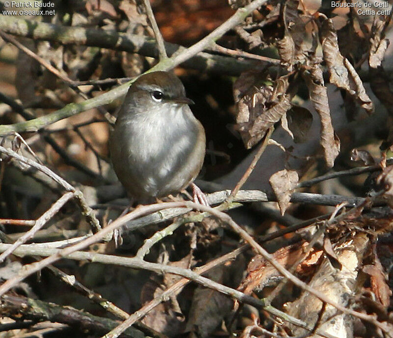 Bouscarle de Cetti, identification