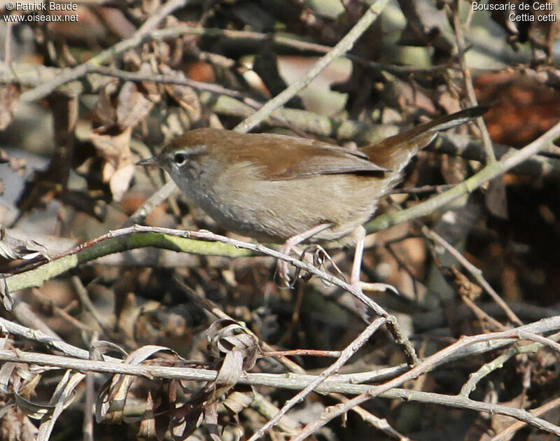 Cetti's Warbler, identification