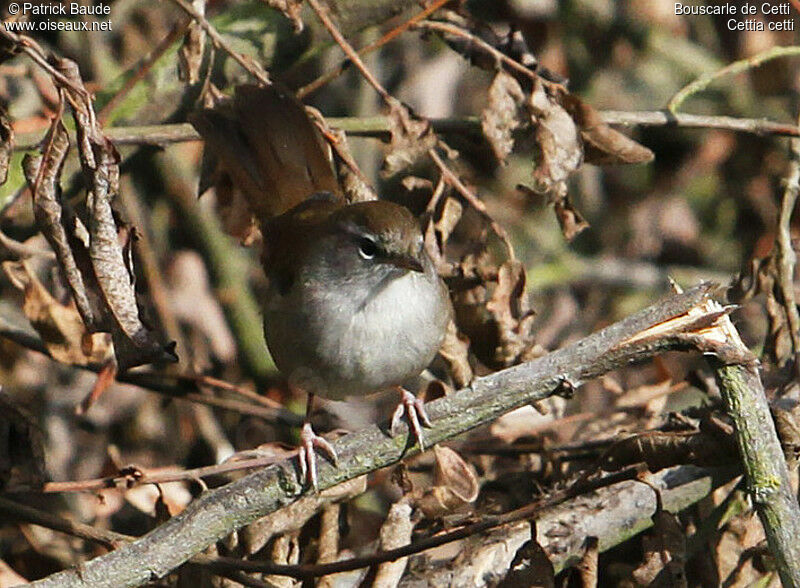 Cetti's Warbler, identification