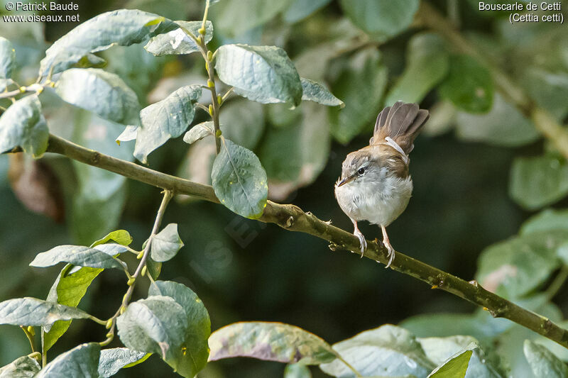 Cetti's Warbleradult