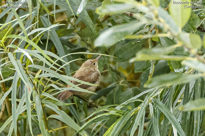 Bouscarle de Cetti