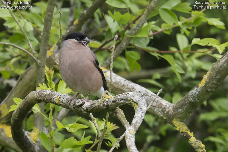 Eurasian Bullfinch female adult, identification