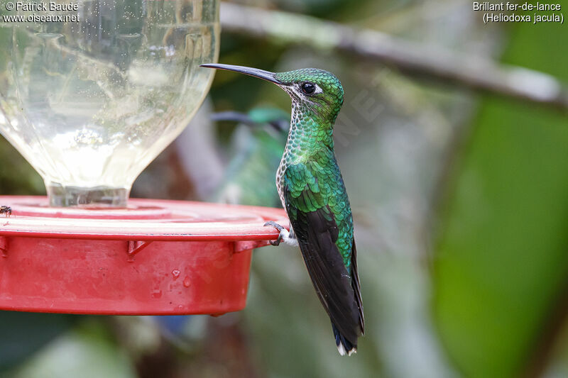 Green-crowned Brilliant female adult