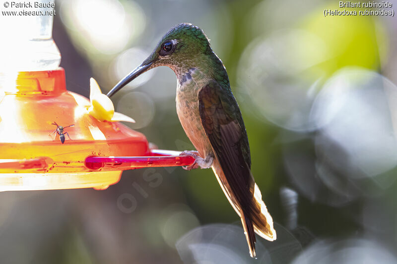 Fawn-breasted Brilliant female adult