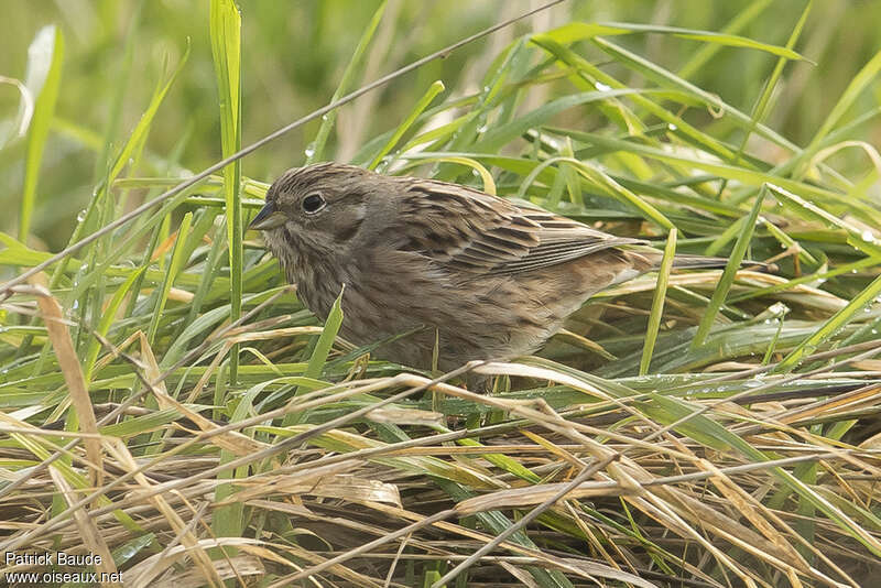 Bruant à calotte blanche femelle adulte internuptial, identification