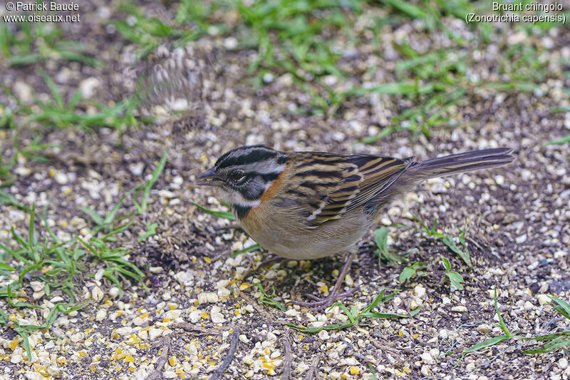 Bruant chingoloadulte, identification