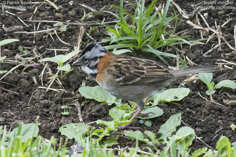 Rufous-collared Sparrowadult