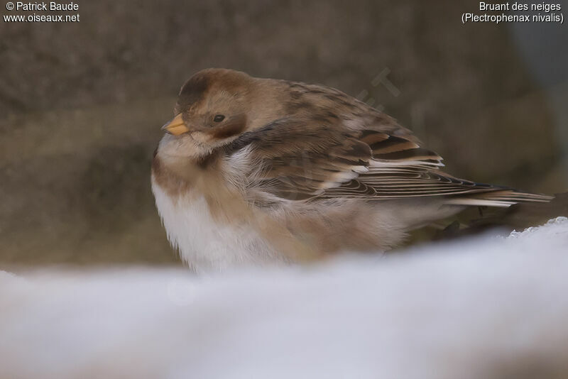 Bruant des neiges femelle 1ère année, portrait