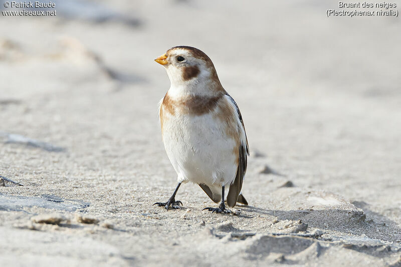 Snow Bunting male adult post breeding